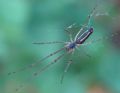 Tetragnatha sp.
